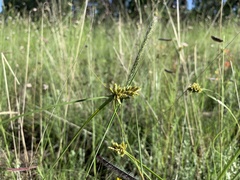 Cyperus eragrostis