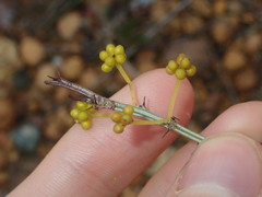Acacia nervosa