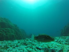 Canthigaster punctatissima