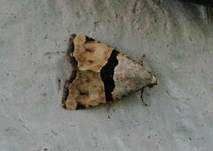 Cobubatha lixiva