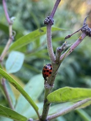 Hesperomyces harmoniae