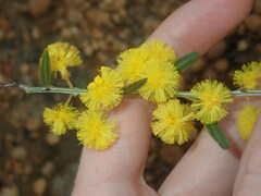 Acacia nervosa