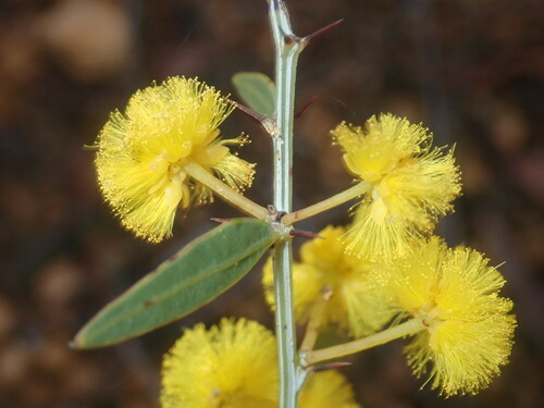 Acacia nervosa DC.
