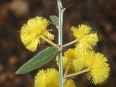 Acacia nervosa
