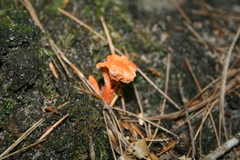 Cantharellus cinnabarinus
