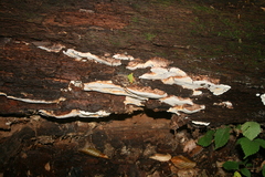 Fuscopostia fragilis