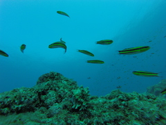 Thalassoma lucasanum