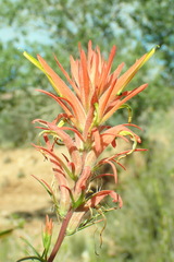 Castilleja linariifolia