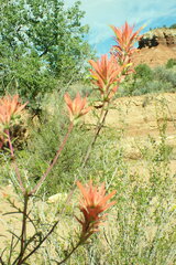 Castilleja linariifolia