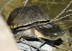 Kinosternon flavescens