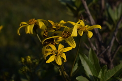 Flourensia thurifera