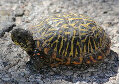 Terrapene ornata