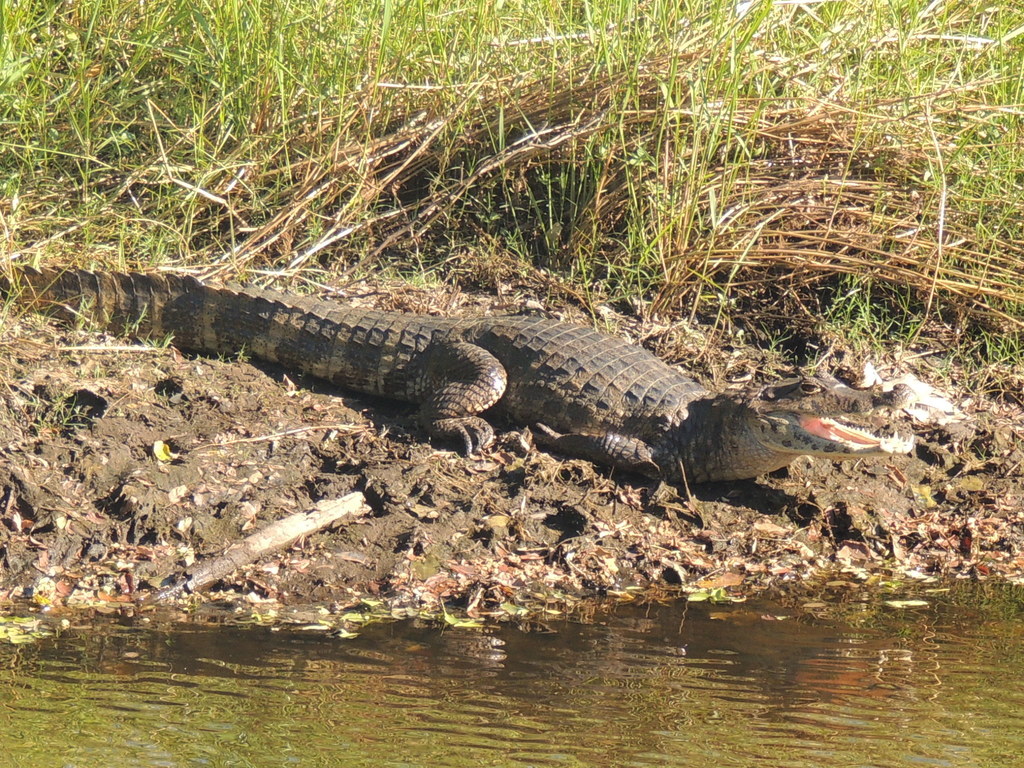 Spectacled Caiman from Sitio RAMSAR, Sistema Estuarino de Puerto Arista on November 29, 2014 by