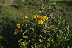 Flourensia thurifera