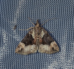 Hypena palparia