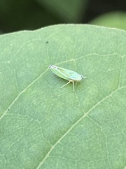 Graphocephala versuta