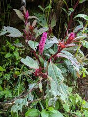 Phytolacca rugosa