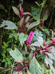 Phytolacca rugosa