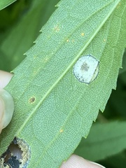 Botryosphaeria dothidea