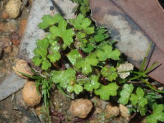 Hydrocotyle callicarpa