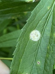 Botryosphaeria dothidea