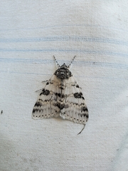 Catocala relicta