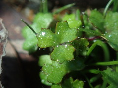 Hydrocotyle callicarpa
