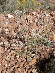 Eriogonum microtheca