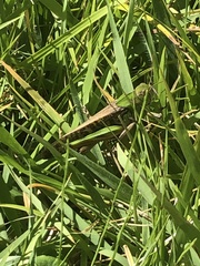 Locusta migratoria