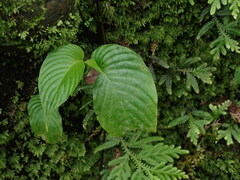 Rhynchoglossum obliquum
