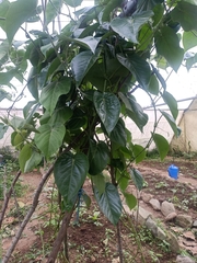 Cissus verticillata