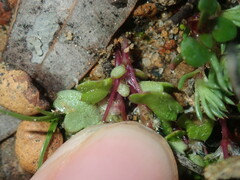 Hydrocotyle callicarpa