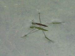 Limnoporus notabilis