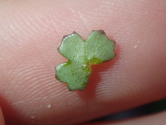 Hydrocotyle callicarpa