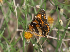Chlosyne californica