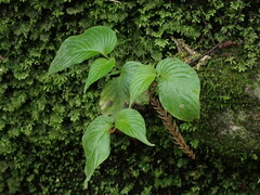 Rhynchoglossum obliquum