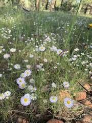 Erigeron divergens