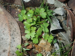 Hydrocotyle callicarpa