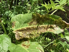 Pegomya bicolor