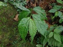Elatostema cyrtandrifolium
