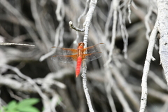 Libellula croceipennis