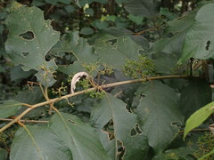 Callicarpa formosana formosana