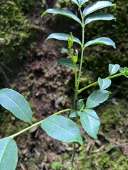 Zanthoxylum