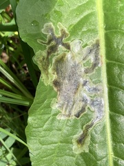 Pegomya bicolor