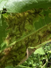 Pegomya bicolor