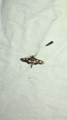 Desmia maculalis