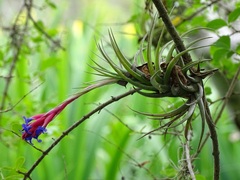 Tillandsia aeranthos