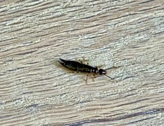 Euborellia annulipes