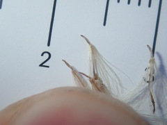 Symphyotrichum subulatum squamatum