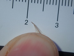 Symphyotrichum subulatum squamatum